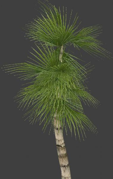 File:Palm02a.jpg